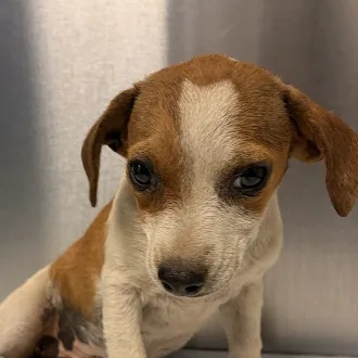 Shelter Stray Female Dog last seen S Maple & E Date Ave, Fresno Zone Fresno CO 1A 93725, CA, 1510 W Dan Ronquillo Dr, Fresno, CA 93706, USA