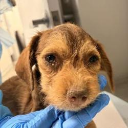 Shelter Stray Male Dog last seen S Maple & E Date Ave, Fresno Zone Fresno CO 1A 93725, CA, 1510 W Dan Ronquillo Dr, Fresno, CA 93706, USA