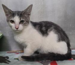 Shelter Stray Female Cat last seen Niles St, City, CA, 3000 Gibson St, Bakersfield, CA 93308, USA