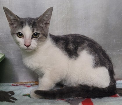 Shelter Stray Female Cat last seen Niles St, City, CA, 3000 Gibson St, Bakersfield, CA 93308, USA