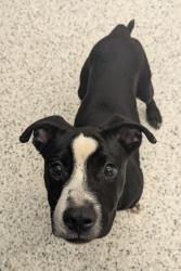 Shelter Stray Male Dog last seen Near Lake Esther Dr, Fairburn, GA, 1251 Fulton Industrial Blvd NW, Atlanta, GA 30336, USA