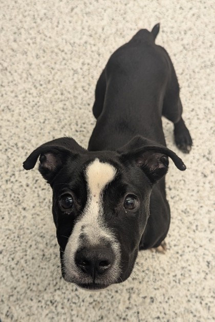 Shelter Stray Male Dog last seen Near Lake Esther Dr, Fairburn, GA, 1251 Fulton Industrial Blvd NW, Atlanta, GA 30336, USA