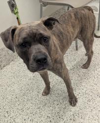 Shelter Stray Male Dog last seen Near Butner Rd, Atlanta, GA, 1251 Fulton Industrial Blvd NW, Atlanta, GA 30336, USA