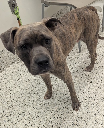 Shelter Stray Male Dog last seen Near Butner Rd, Atlanta, GA, 1251 Fulton Industrial Blvd NW, Atlanta, GA 30336, USA
