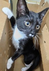 Shelter Stray Female Cat last seen Near Ashford Dunwoody Rd NE, Atlanta, GA 30319, 30319, GA, 3280 Chamblee Dunwoody Rd, Chamblee, GA 30341, USA