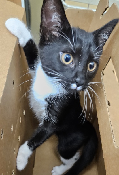Shelter Stray Female Cat last seen Near Ashford Dunwoody Rd NE, Atlanta, GA 30319, 30319, GA, 3280 Chamblee Dunwoody Rd, Chamblee, GA 30341, USA