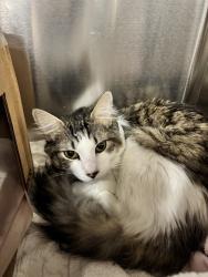 Shelter Stray Male Cat last seen abandoned at Blue Pearl - midtown, NEW YORK, NY, 10019, 326 E 110th St, New York, NY 10029, USA