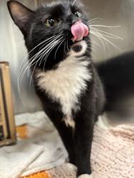 Shelter Stray Female Cat last seen abandoned at Blue Pearl - midtown, NEW YORK, NY, 10019, 326 E 110th St, New York, NY 10029, USA
