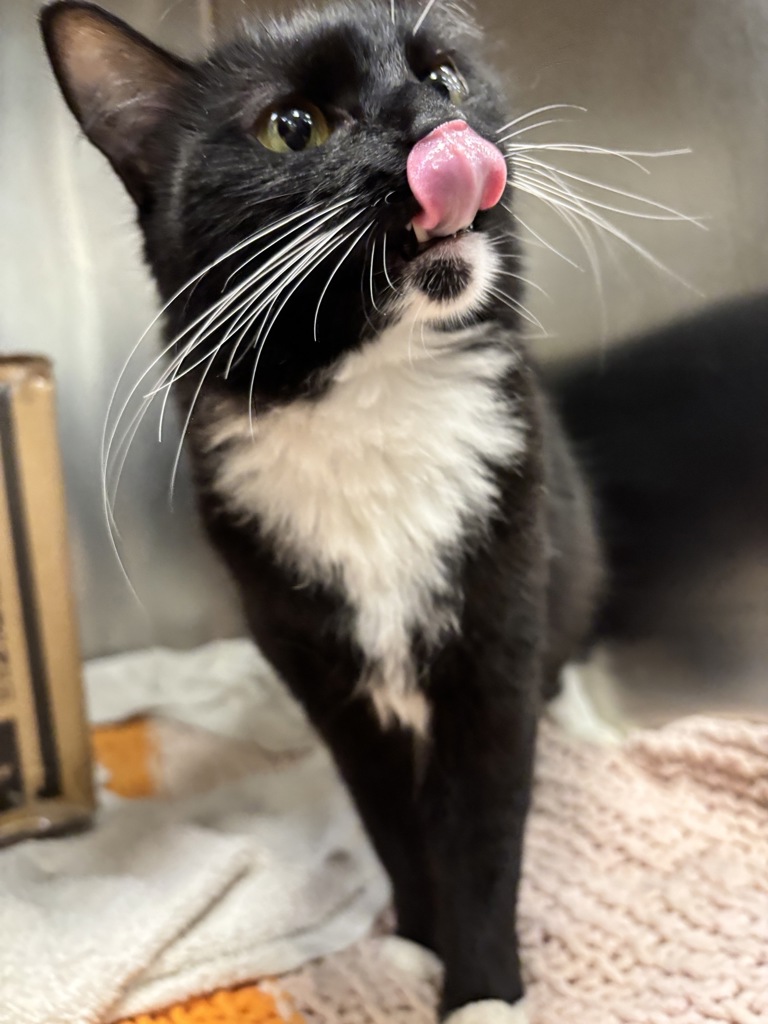 Shelter Stray Female Cat last seen abandoned at Blue Pearl - midtown, NEW YORK, NY, 10019, 326 E 110th St, New York, NY 10029, USA