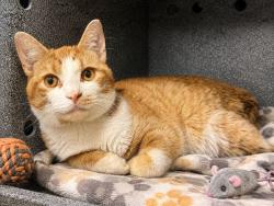 Shelter Stray Male Cat last seen Near Bedford Park, BRONX, NY, 10468, 326 E 110th St, New York, NY 10029, USA