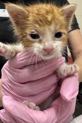 Shelter Stray Male Cat last seen Near Sumatra Lane, San Diego, CA, 92114, El Cajon, CA 92020, USA