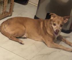 Reunited Male Dog last seen East Jersey St, Elizabeth, NJ 07207