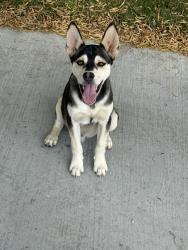 Found/Stray Male Dog last seen Silversand and stone, Victorville, CA 92394