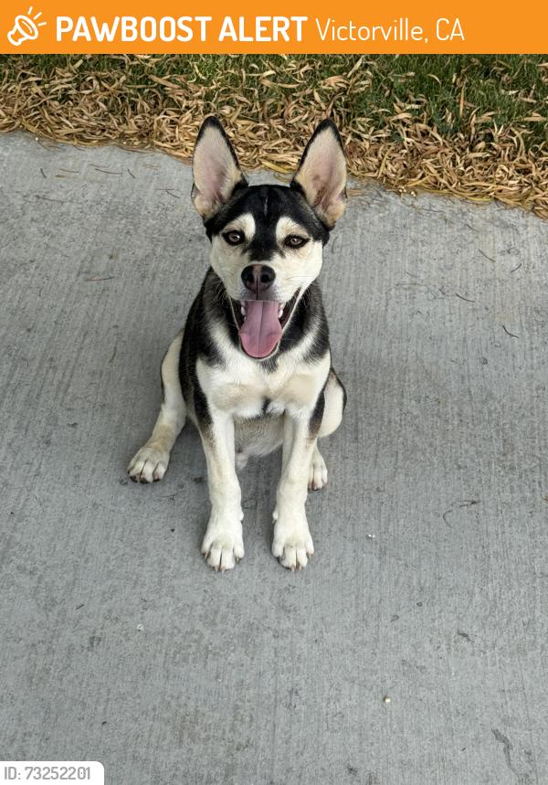 Found/Stray Male Dog last seen Silversand and stone, Victorville, CA 92394