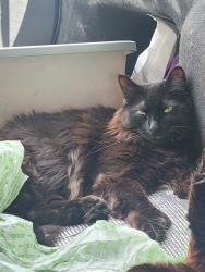 Lost Female Cat last seen Cardinal Dr by the Evergreen College apmts., Olympia, WA 98502