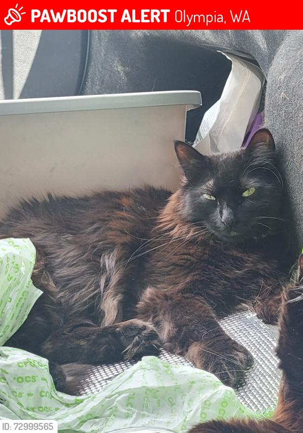 Lost Female Cat last seen Cardinal Dr by the Evergreen College apmts., Olympia, WA 98502
