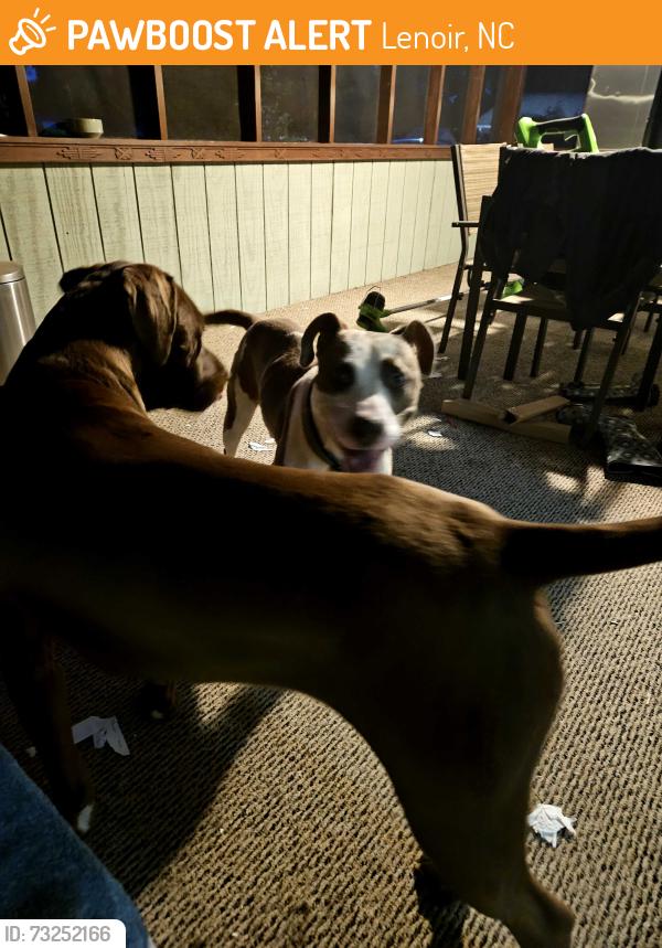 Found/Stray Male Dog last seen Southwest blvd, Lenoir, NC 28645