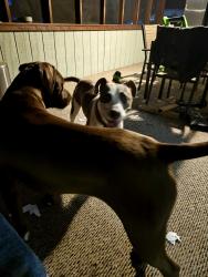 Found/Stray Male Dog last seen Southwest blvd, Lenoir, NC 28645