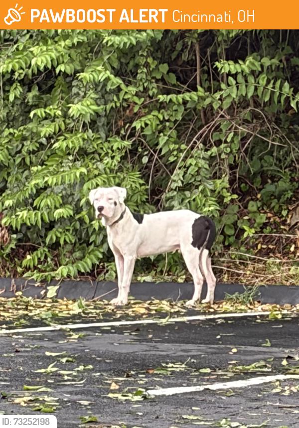 Found/Stray Male Dog last seen i74 Wired parking lot, Cincinnati, OH 45211
