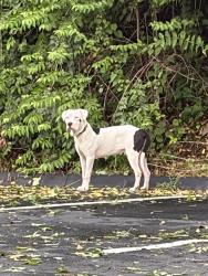 Found/Stray Male Dog last seen i74 Wired parking lot, Cincinnati, OH 45211