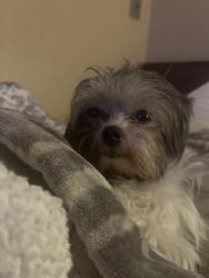 Reunited Female Dog last seen Carter park, Fort Worth, TX 76115