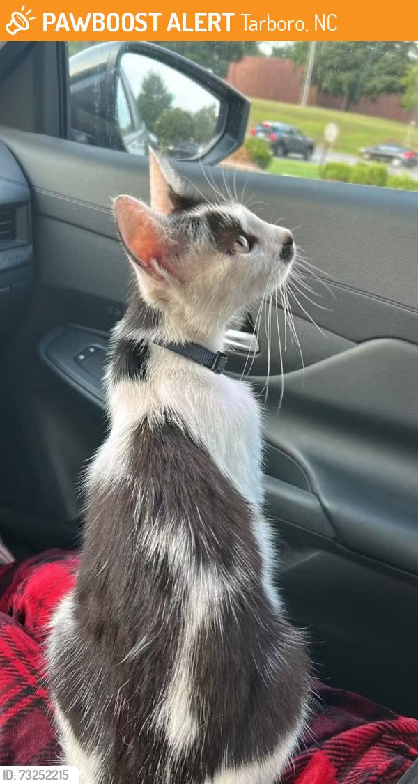 Found/Stray Female Cat last seen McDonalds, Tarboro, NC 27886