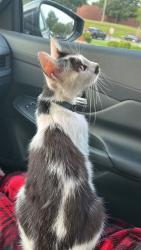 Found/Stray Female Cat last seen McDonalds, Tarboro, NC 27886