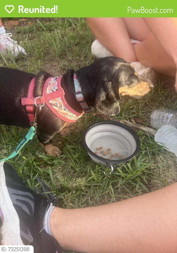 Reunited Female Dog last seen Gandy and 4th street north, St. Petersburg, FL 33702