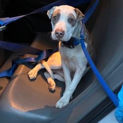 Shelter Stray Male Dog last seen , Animal Care & Control Team of Philly, 111 W Hunting Park Ave, Philadelphia, PA 19140, USA