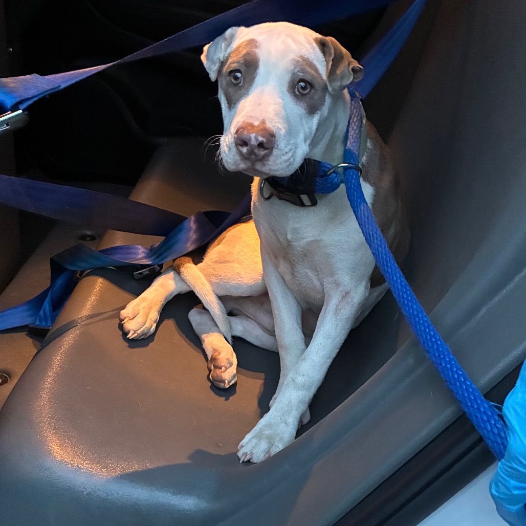 Shelter Stray Male Dog last seen , Animal Care & Control Team of Philly, 111 W Hunting Park Ave, Philadelphia, PA 19140, USA