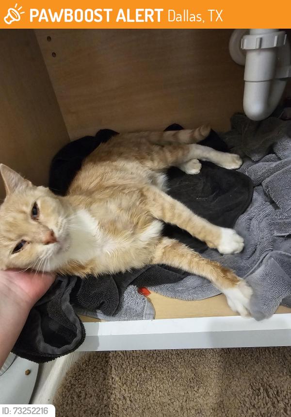 Found/Stray Male Cat last seen The Landing at McCallum (apt bldg), on McCallum between Coit Rd and Meandering Way, Dallas, TX 75252