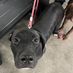 Shelter Stray Male Dog last seen , 3607 N Armenia Ave, Tampa, FL 33607, USA