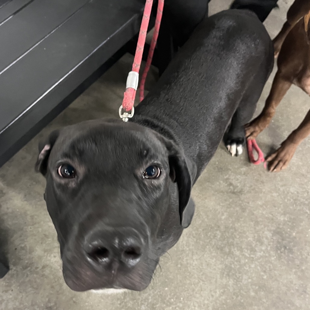 Shelter Stray Male Dog last seen , 3607 N Armenia Ave, Tampa, FL 33607, USA