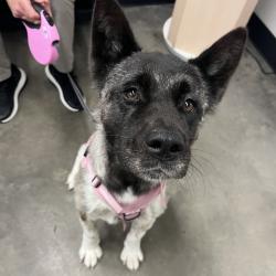 Shelter Stray Female Dog last seen , 3607 N Armenia Ave, Tampa, FL 33607, USA