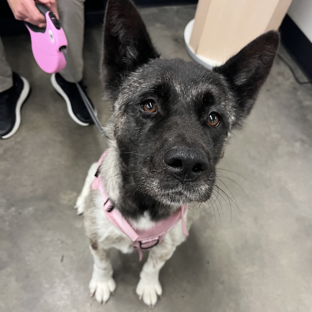 Shelter Stray Female Dog last seen , 3607 N Armenia Ave, Tampa, FL 33607, USA