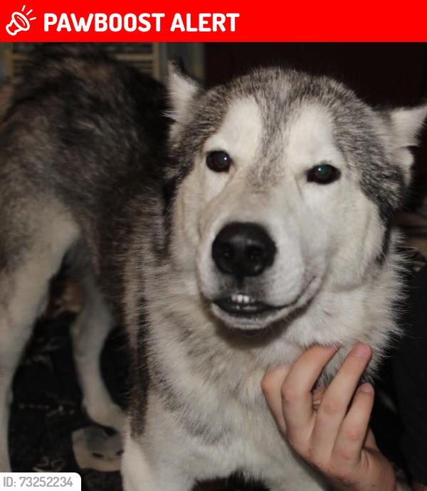Lost Male Dog last seen Apison pike, Hamilton County, TN 37363