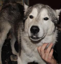 Lost Male Dog last seen Apison pike, Hamilton County, TN 37363