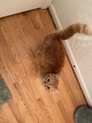Found/Stray Unknown Cat last seen Doncaster and college ave., Ellicott City, MD 21043