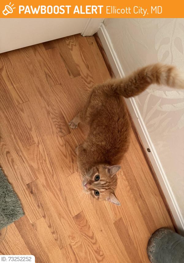 Found/Stray Unknown Cat last seen Doncaster and college ave., Ellicott City, MD 21043