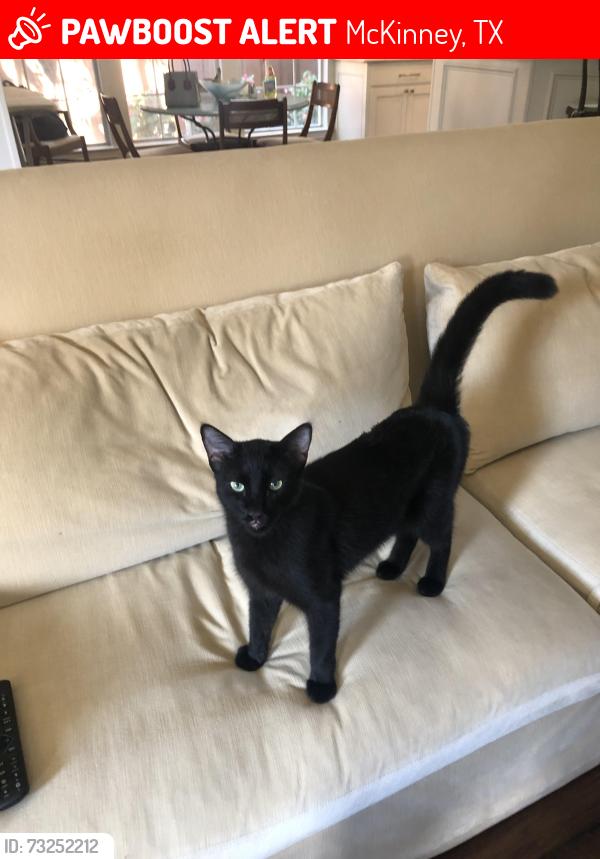Lost Male Cat last seen Singletree and Stone Oak in Tanglewood section of Stonebridge Ranch, McKinney, TX 75069