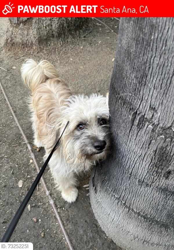 Lost Male Dog last seen First and fairview, Santa Ana, CA 92703