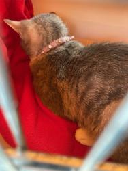 Found/Stray Female Cat last seen Eastwood apmts Across from the UHAUL, Greenville, NC 27858