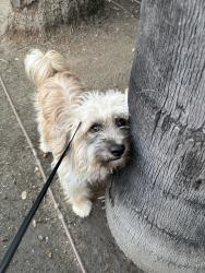 Lost Male Dog last seen First and fairview, Santa Ana, CA 92703