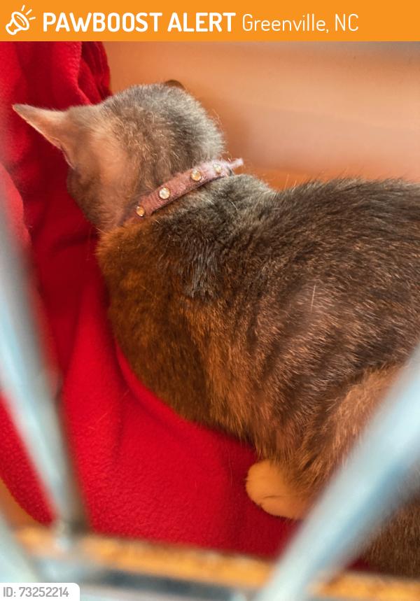Found/Stray Female Cat last seen Eastwood apmts Across from the UHAUL, Greenville, NC 27858