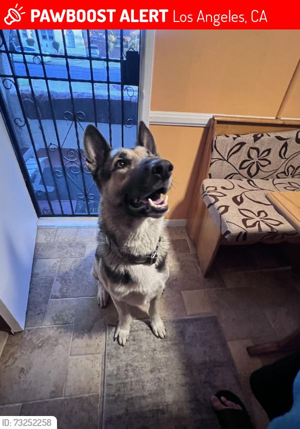 Lost Male Dog last seen Van Ness and Manchester, Los Angeles, CA 90047