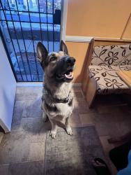 Lost Male Dog last seen Van Ness and Manchester, Los Angeles, CA 90047