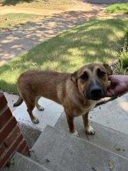 Found/Stray Female Dog last seen 17th and Walker, Oklahoma City, OK 73103