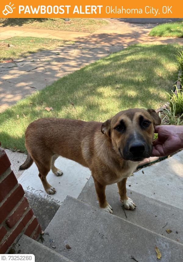 Found/Stray Female Dog last seen 17th and Walker, Oklahoma City, OK 73103
