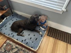 Reunited Female Dog last seen Broadway and Silver Lake Drive, Rochester, MN 55906