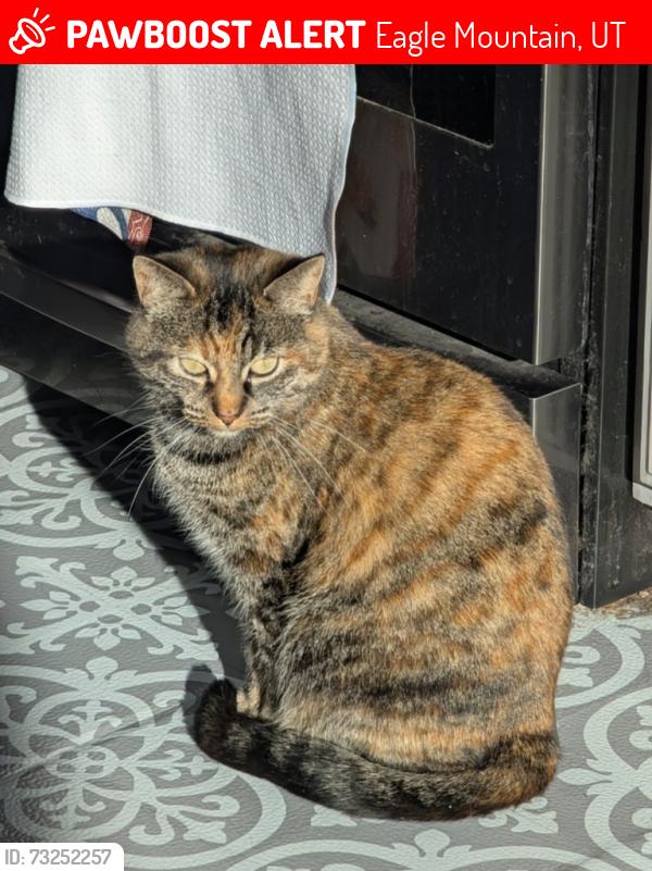 Lost Female Cat last seen Holiday near autumn drive, Eagle Mountain, UT 84005